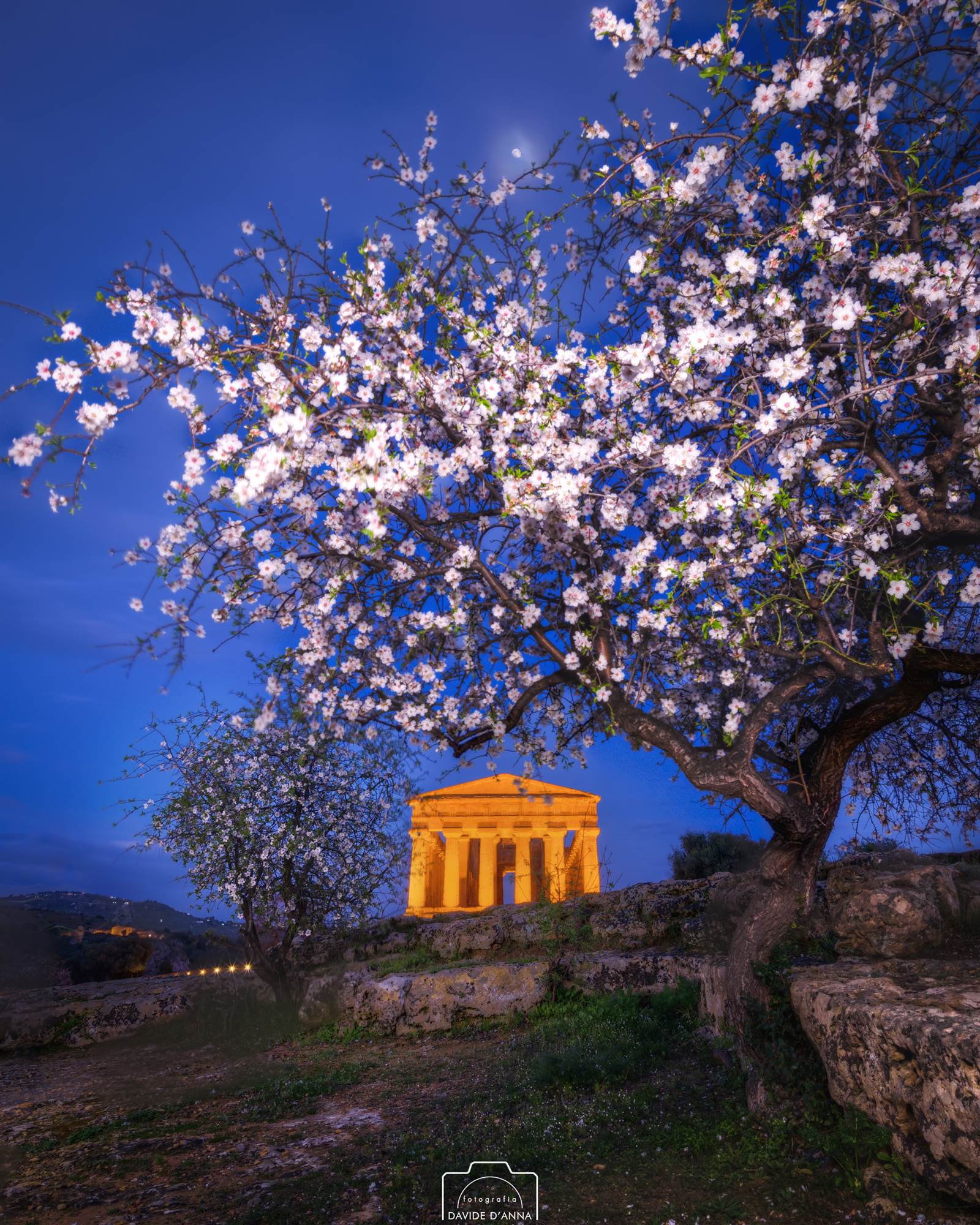 Tempio della Concordia incorniciato da mandorli in fiore, Agrigento